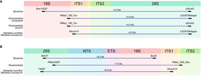 Long amplicons as a tool to identify variable regions of ribosomal RNA for improved taxonomic resolution and diagnostic assay design in microeukaryotes: using ascetosporea as a case study